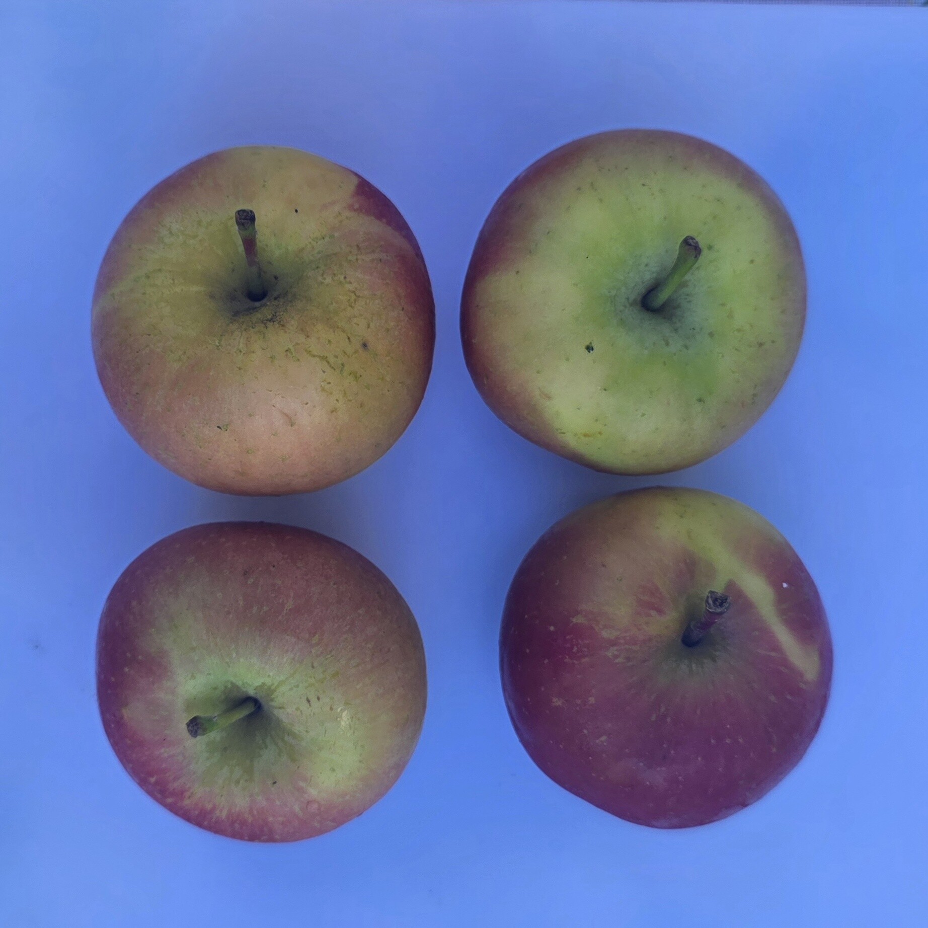 Delightfully Fresh Organics Certified Organic Apples - Fuji, view 2 of 2