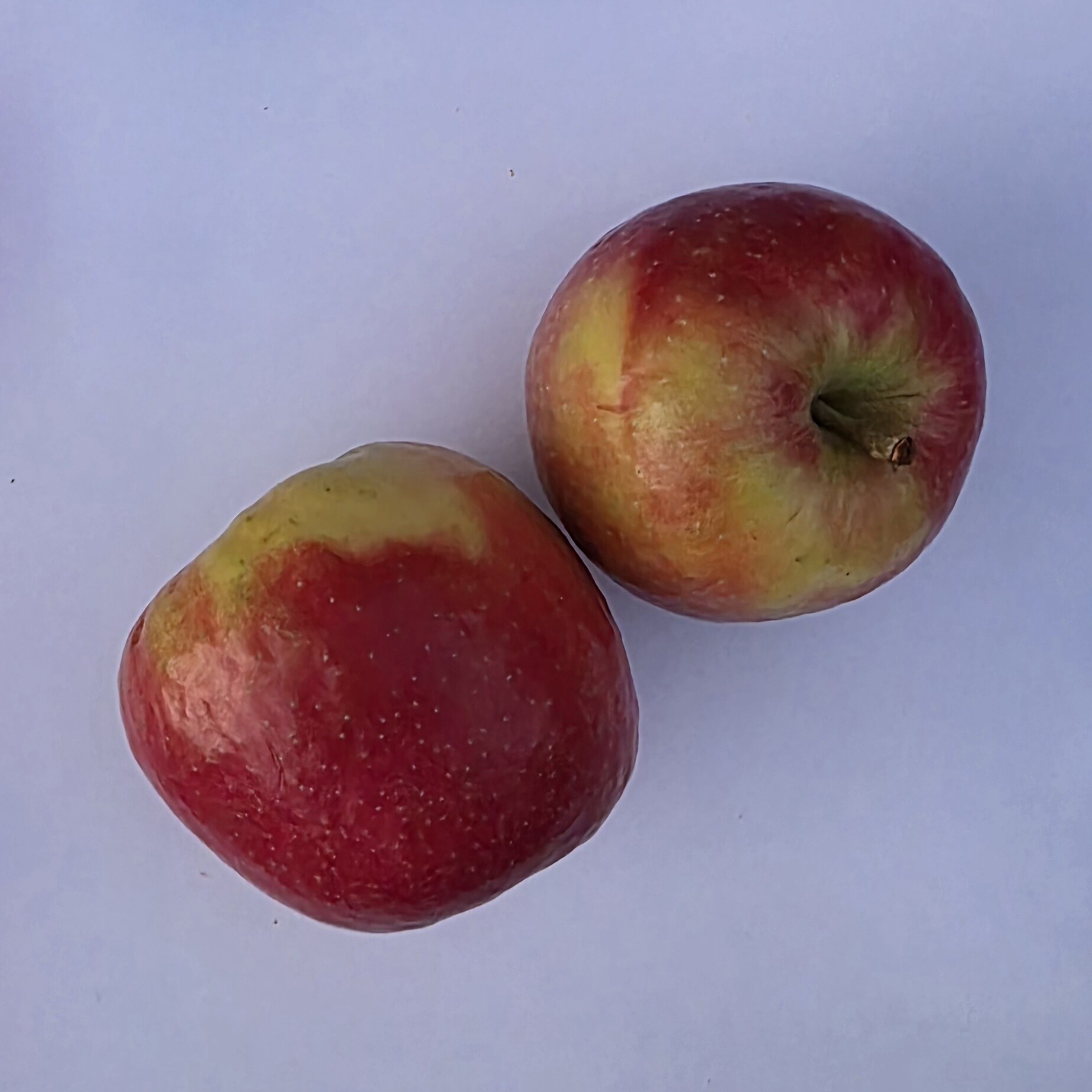 Delightfully Fresh Organics Certified Organic Apples - Pink Lady