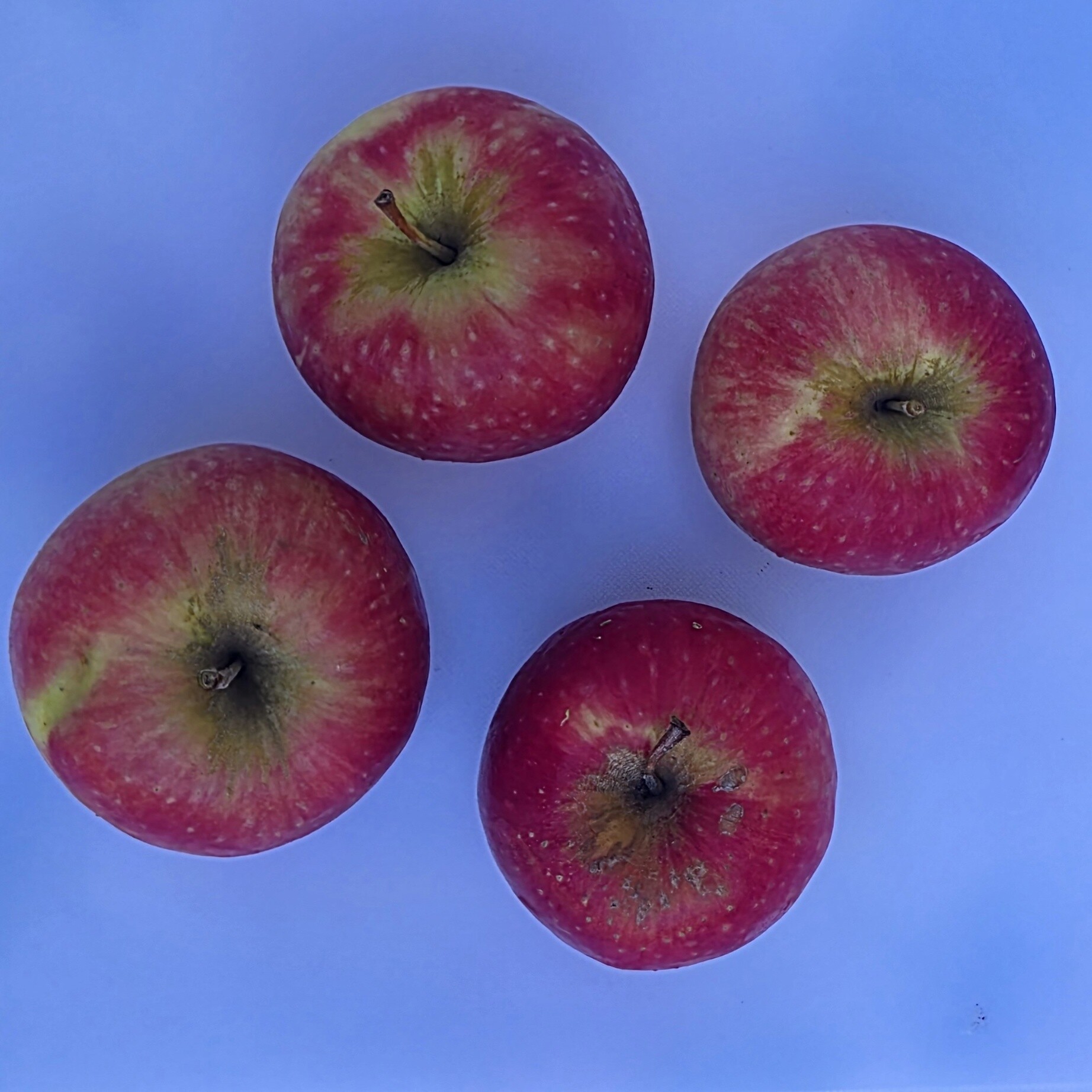 Delightfully Fresh Organics Certified Organic Apples - Pink Lady, view 2 of 2