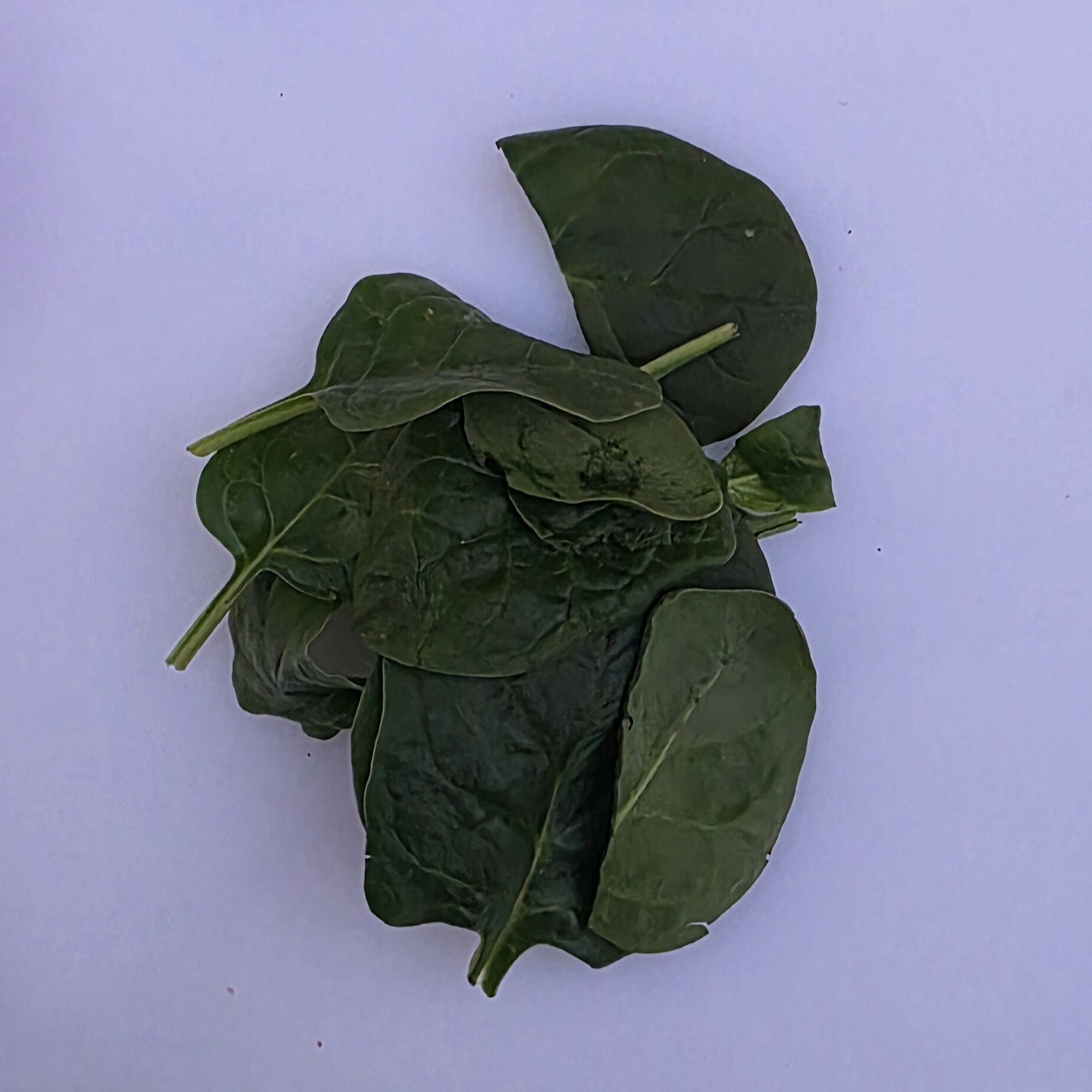 Delightfully Fresh Organics Certified Organic Baby Spinach 150g