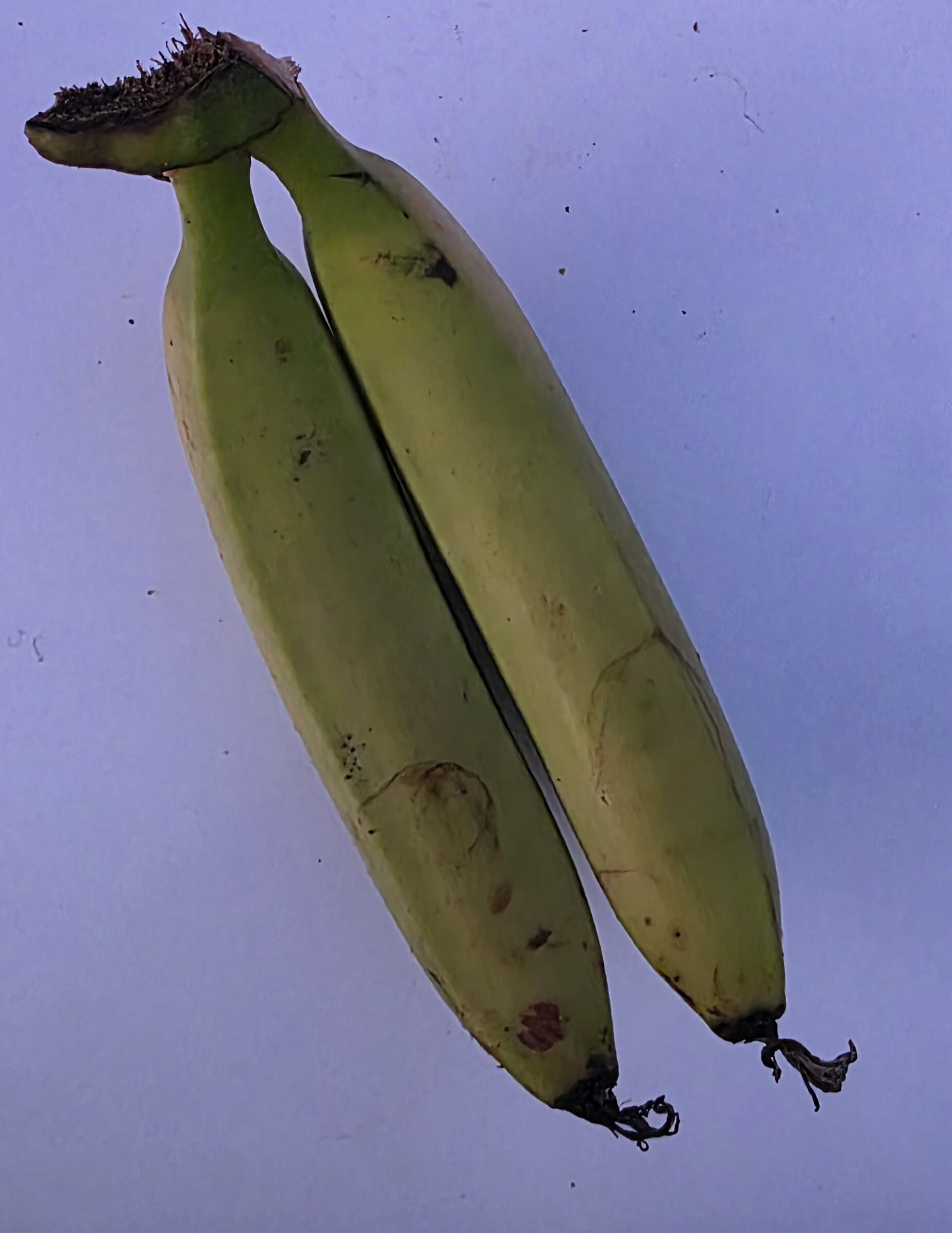 Delightfully Fresh Organics Certified Organic Banana - Premium