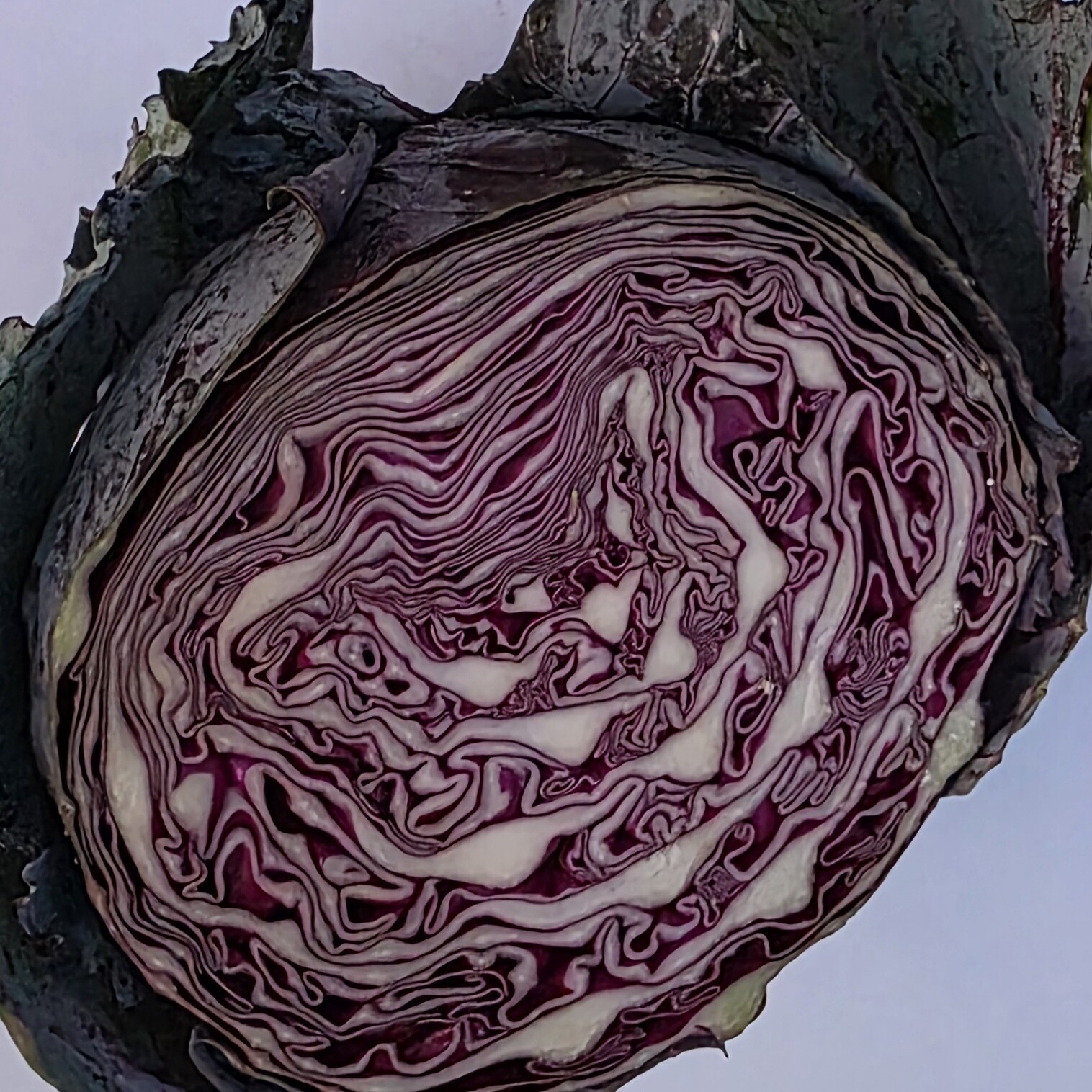 Delightfully Fresh Organics Certified Organic Cabbage - Red Half (half)