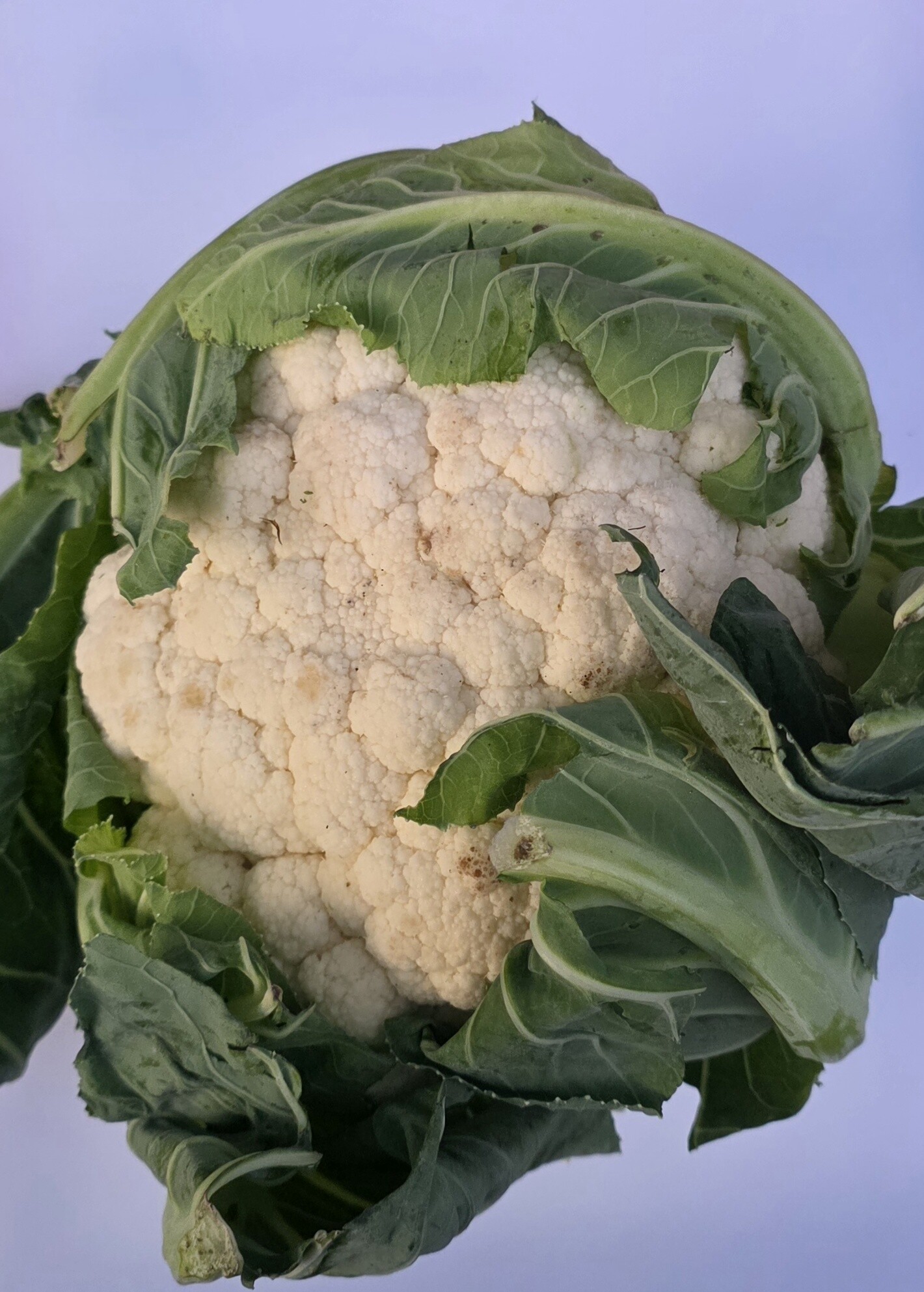 Delightfully Fresh Organics Certified Organic Cauliflower