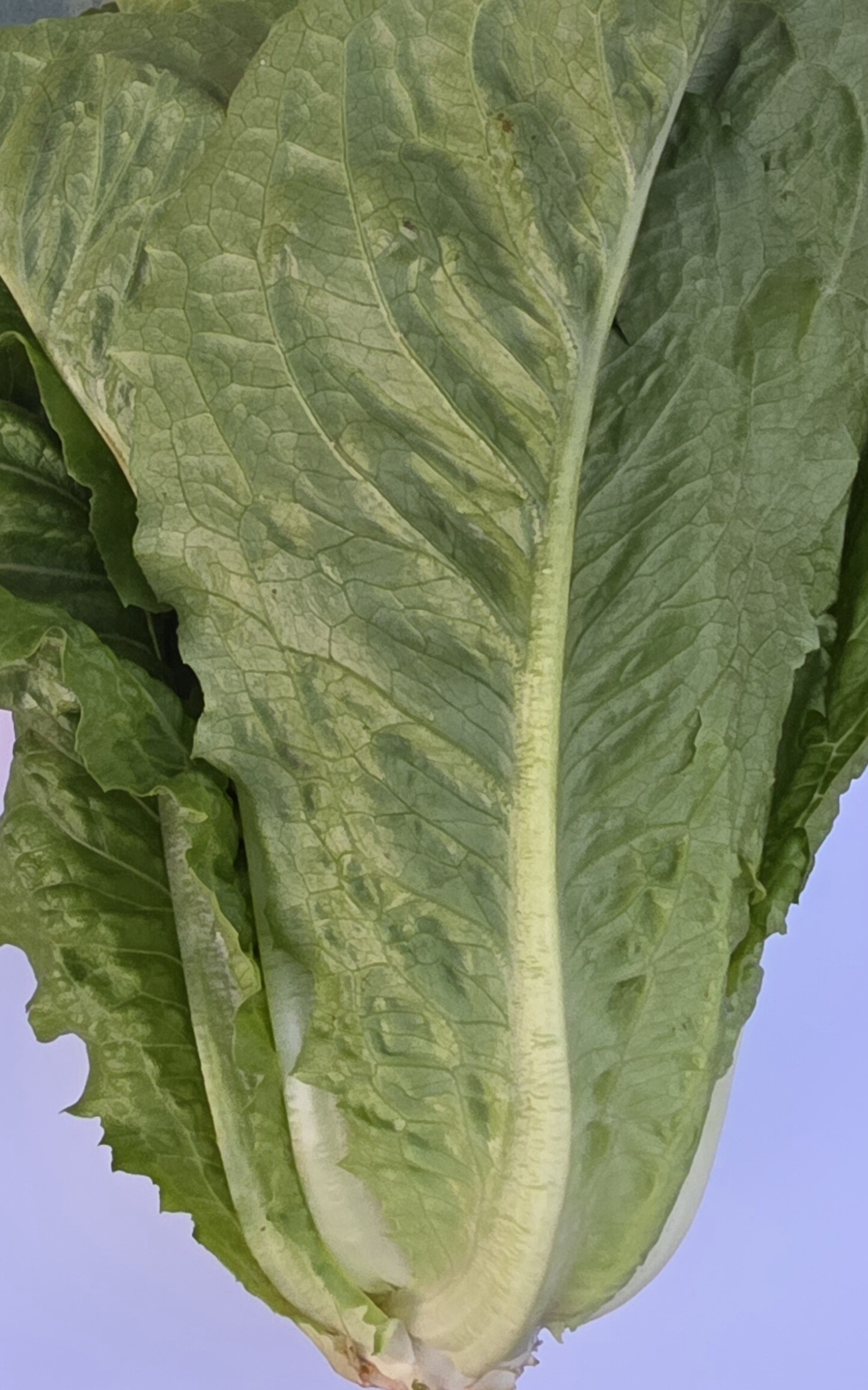 Delightfully Fresh Organics Certified Organic Lettuce - Cos
