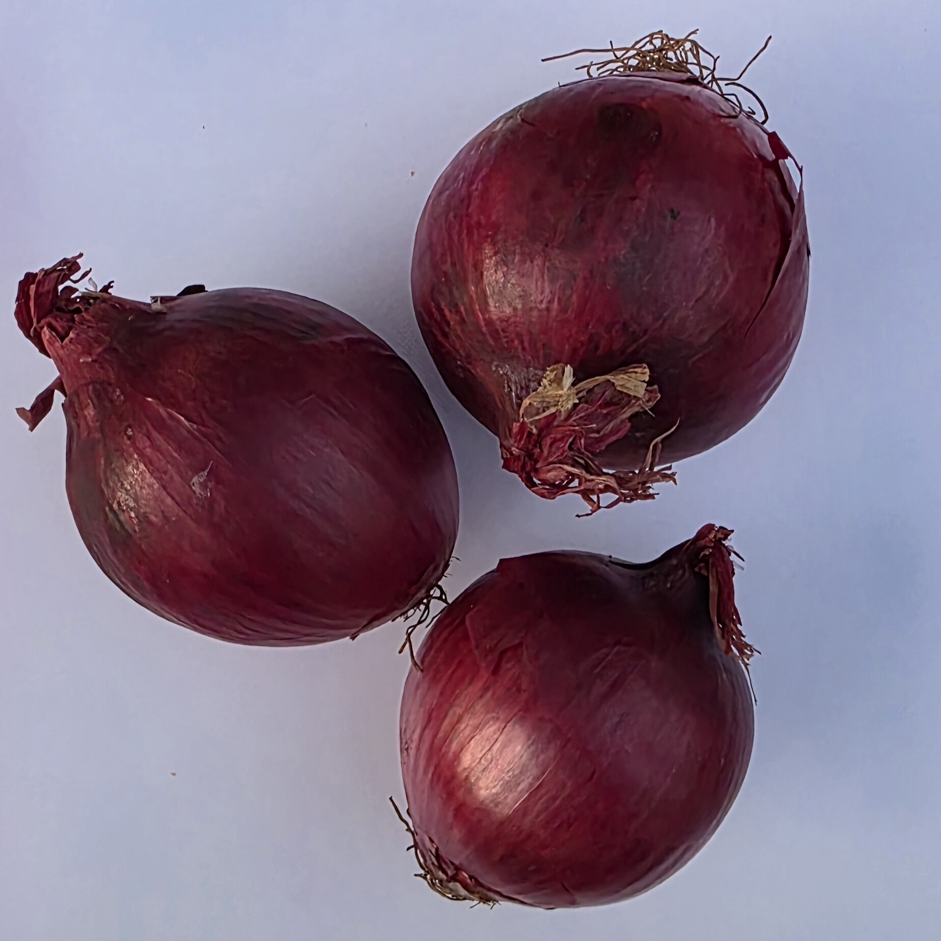 Delightfully Fresh Organics Certified Organic Onion - Red