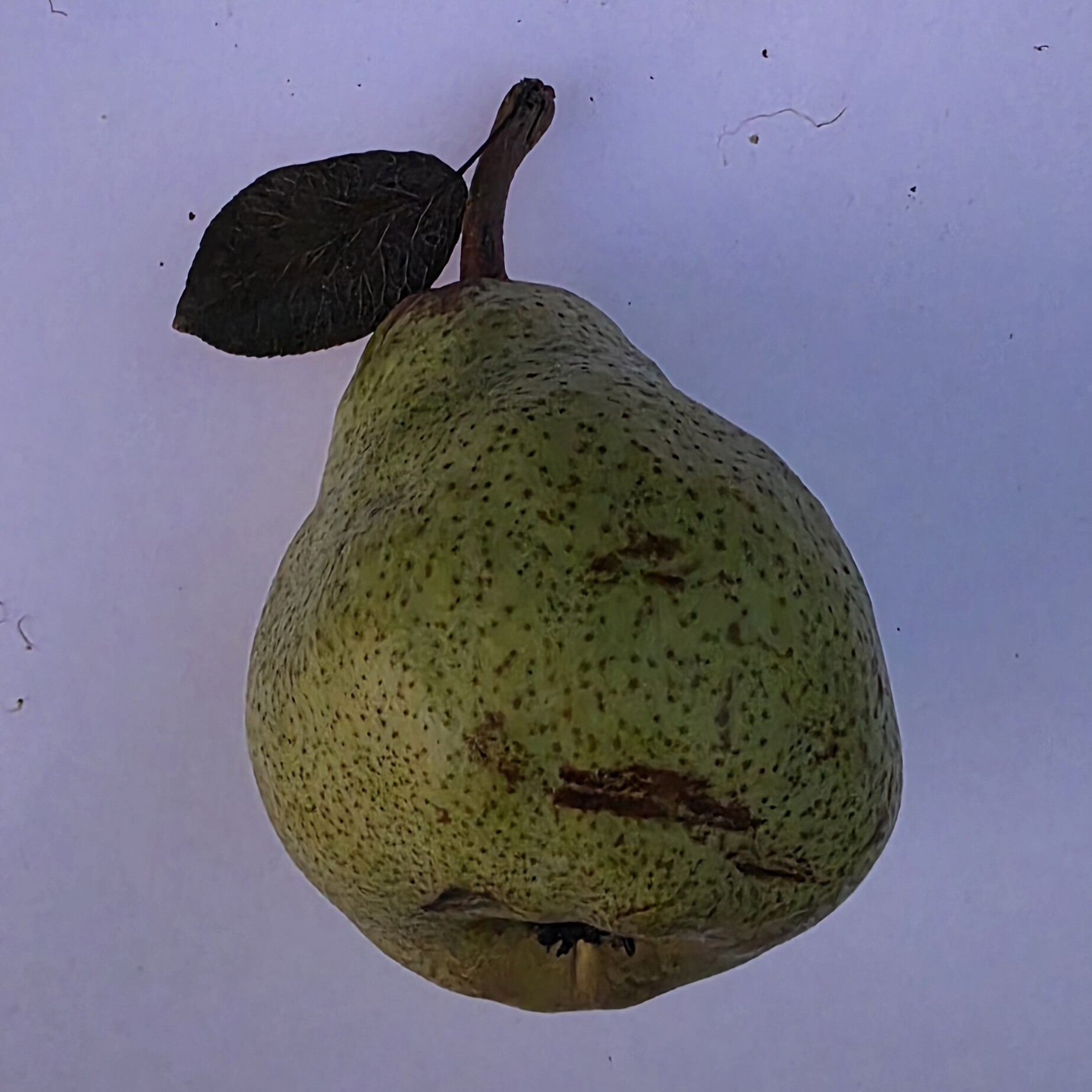 Delightfully Fresh Organics Certified Organic Pears