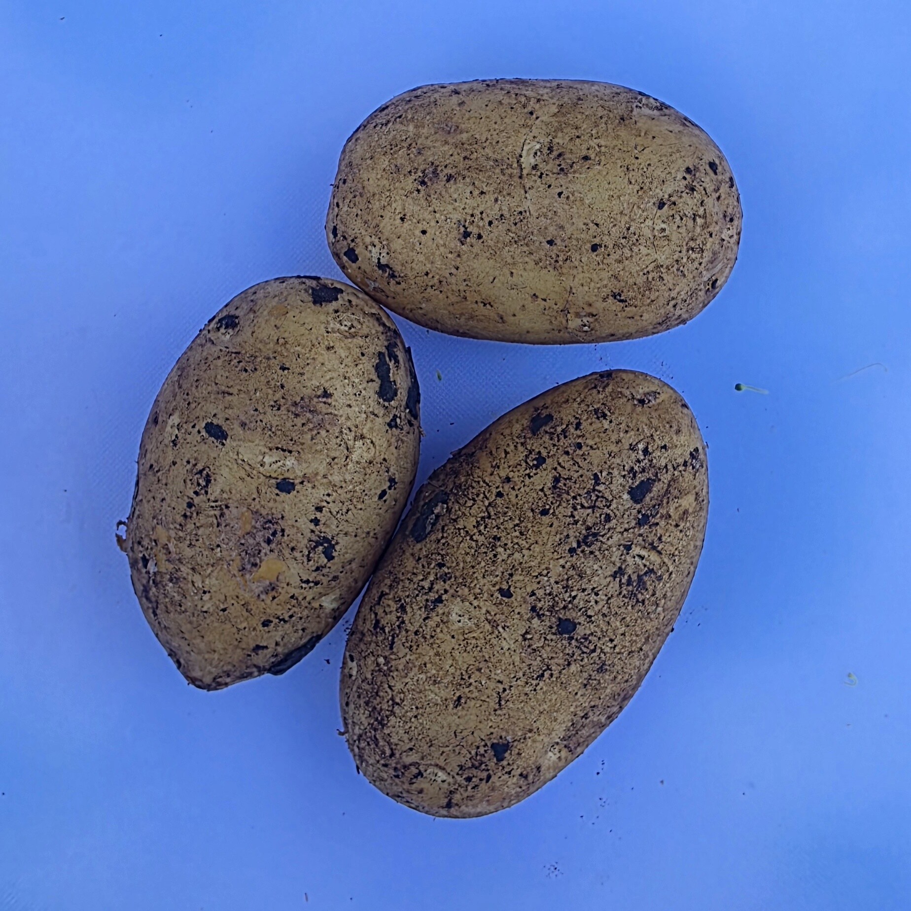 Delightfully Fresh Organics Certified Organic Potato - Dutch Cream, view 2 of 2
