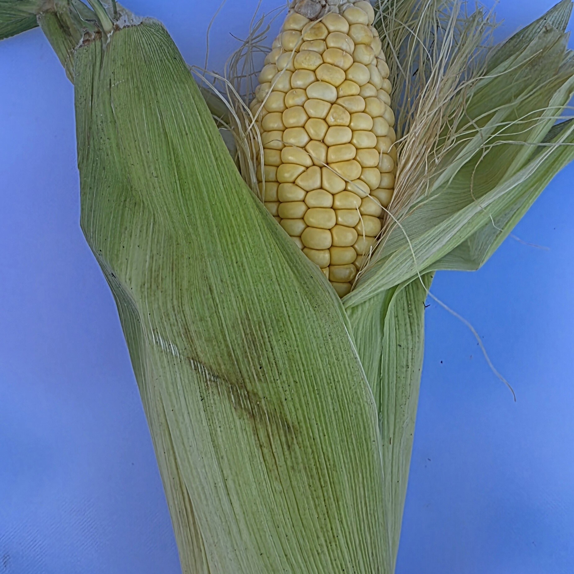Delightfully Fresh Organics Certified Organic Sweet Corn
