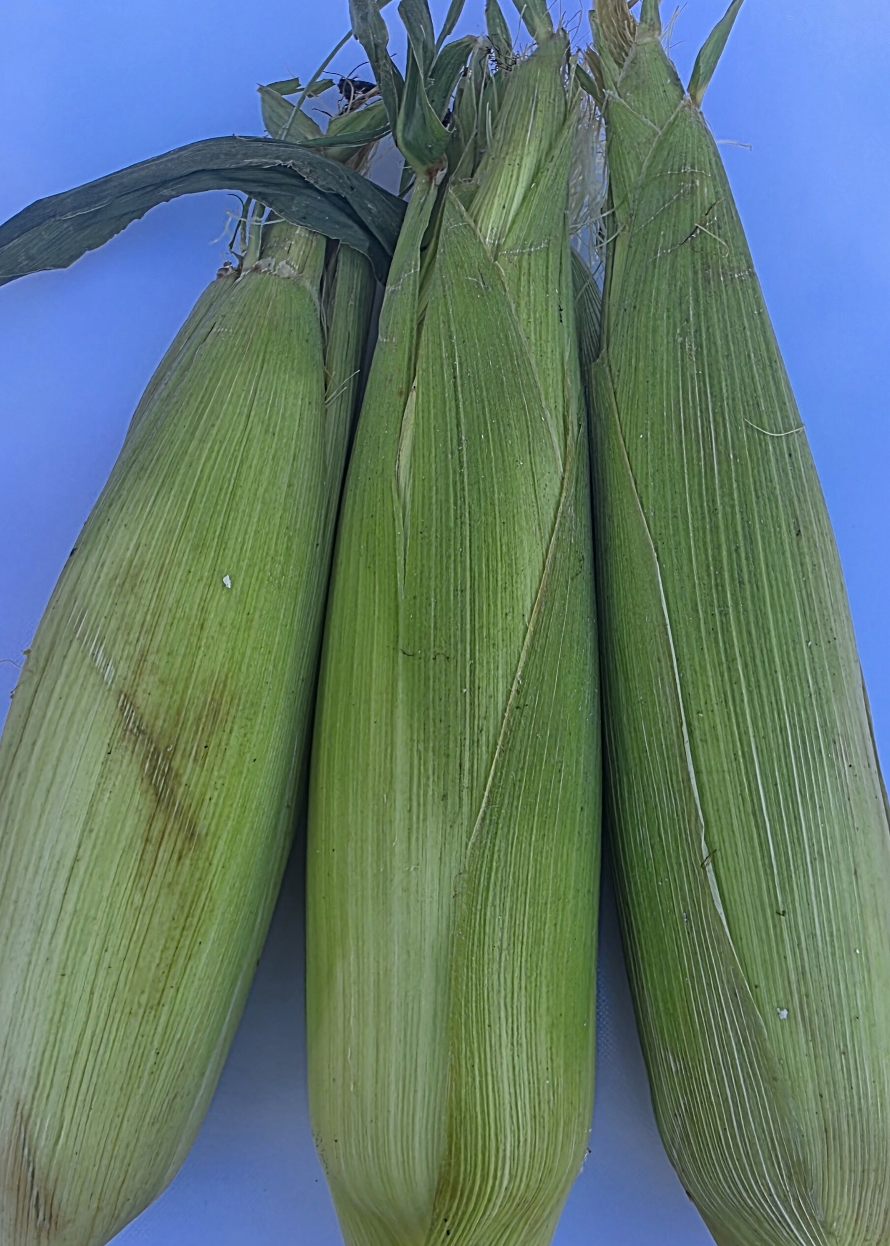 Delightfully Fresh Organics Certified Organic Sweet Corn, view 2 of 2