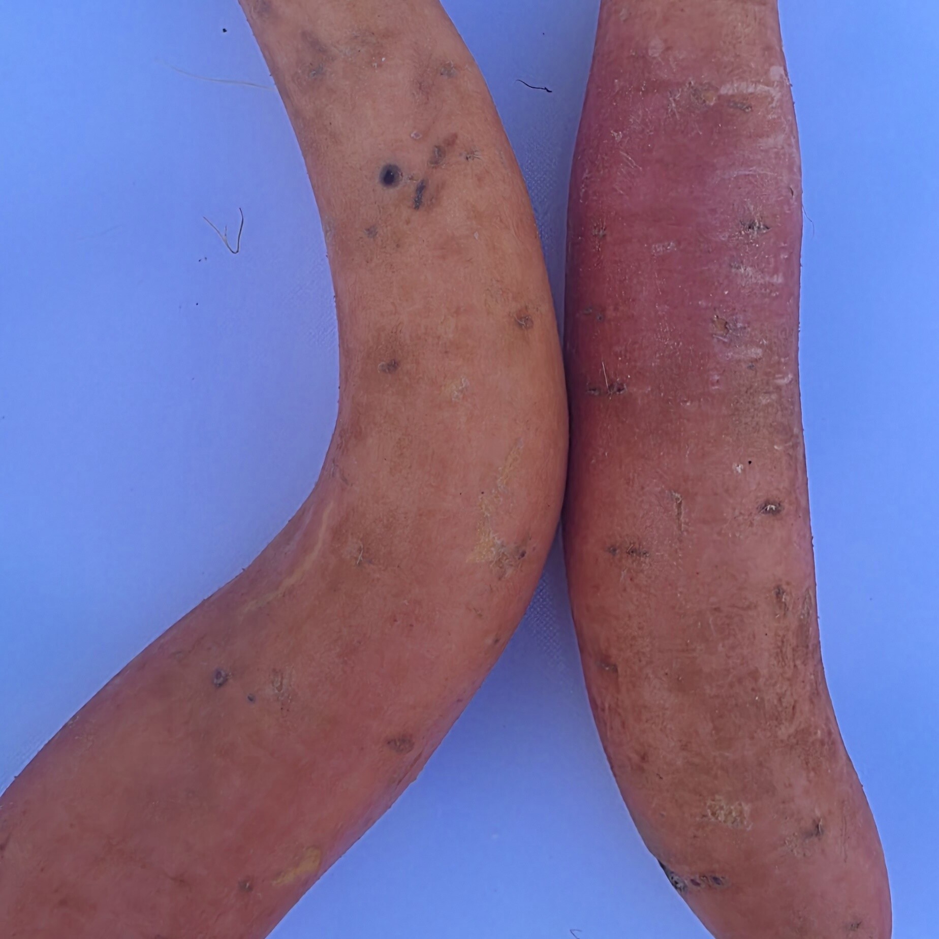 Delightfully Fresh Organics Certified Organic Sweet Potato - Gold 1kg, view 2 of 2