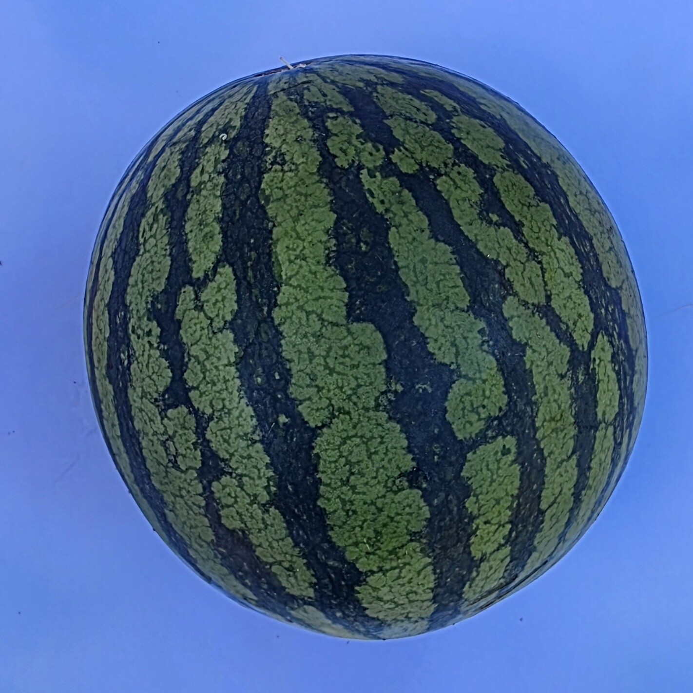 Delightfully Fresh Organics Certified Organic Watermelon - Seedless 1kg, view 2 of 2